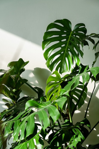 Fresh green monstera houseplant in living room over white wall