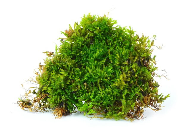 fresh green Moss on background