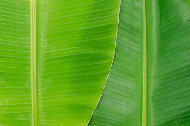 fresh green natural banana leaf background image