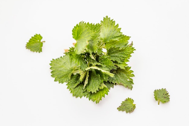 Fresh green nettle isolated on white background