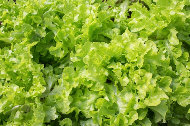 Fresh green oak leaf lettuce in garden