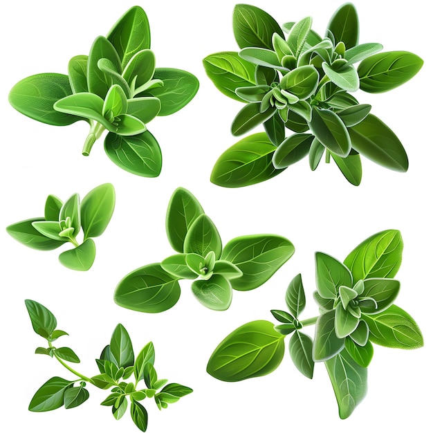 fresh green oregano isolated on white set isolated on white background realistic