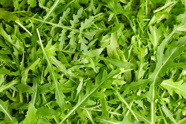 Fresh green organic arugula or ruccola salad leaves texture