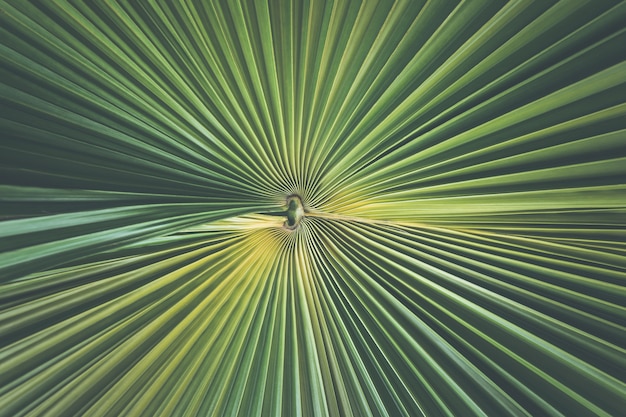 Fresh green palm leaf for texture and background usage