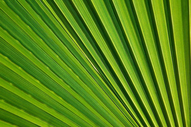 Fresh green palm leaf