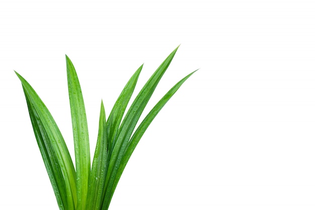 Fresh green pandan leaves with water droplets isolated  