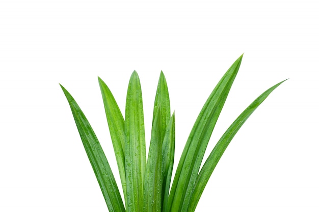 Fresh green pandan leaves with water droplets isolated  