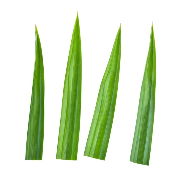 Fresh green Pandan (screwpine) leaves isolated on white background.