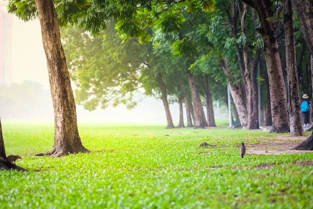 Fresh green park in a city filled with pollution. Vachirabenjatas Park (Rot Fai Park) in Bangkok.