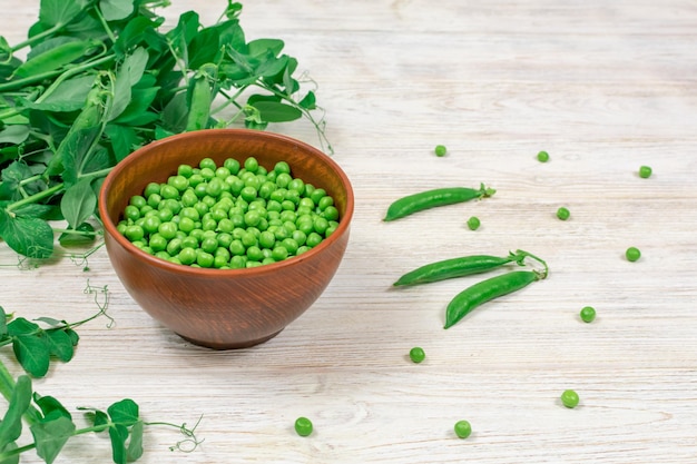 Fresh green peas in a bowl against the background of pea shoots