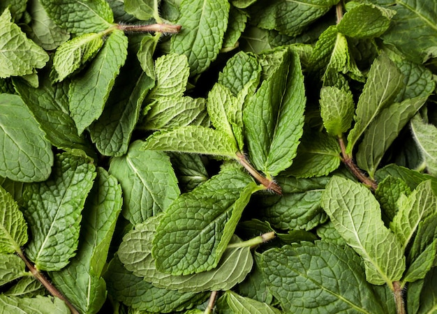 Fresh green peppermint close-up, mint background. The view from top