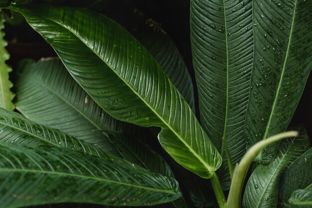 Fresh green Plumeria or Frangipani leaves.