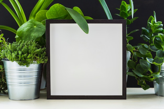 Fresh green pot plants near the white photo frame on desk