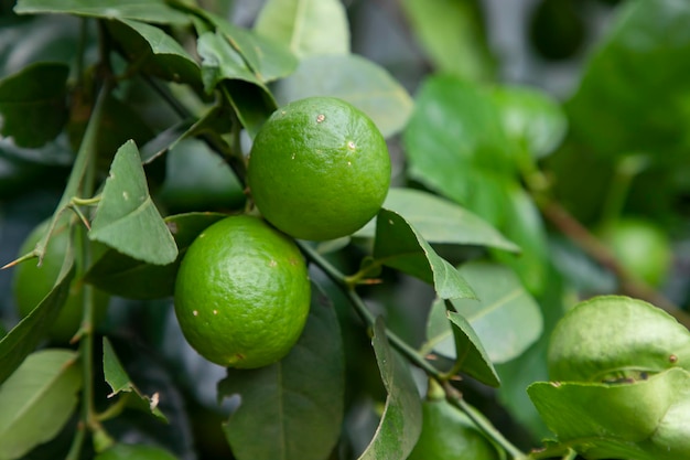 Fresh green raw lemon in the Garden tree Testy lemon fruits Refreshing summer drink ingredient