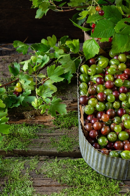 Fresh green and red gooseberry berries in a zinc vintage container on a background of moss