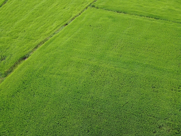 Fresh green rice fields, aerial photographs from drones