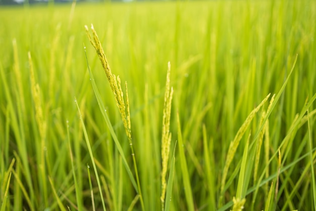 Fresh green rice fields in the fields are growing their grains on the leaves with dew drops