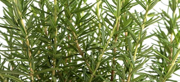 Fresh green rosemary herb twig. Isolated on white background