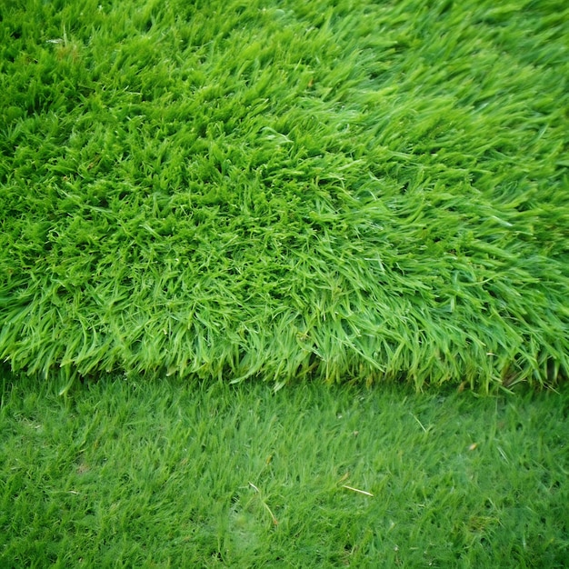 Fresh Green Rosemary Plant Background