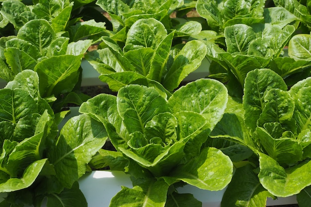 Fresh green salad costa vegetables in a vegetable garden for background