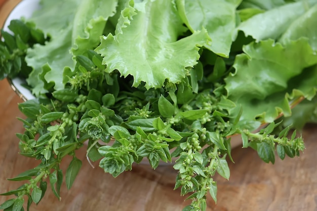 Fresh green salad leaves on wooden tree stump in the garden