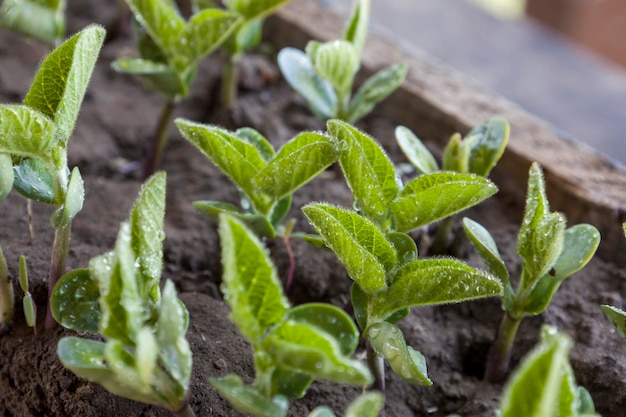 Fresh green soybean plants with roots