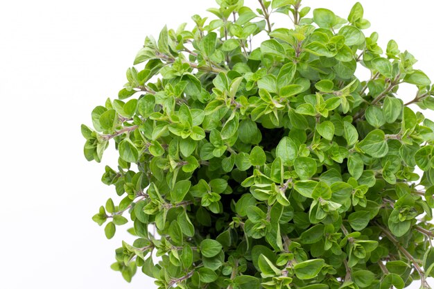 Fresh green spices on white table