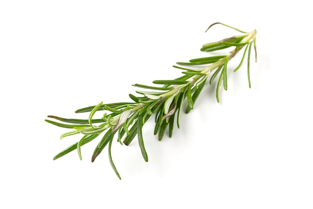 Fresh green sprig of rosemary isolated on a white background