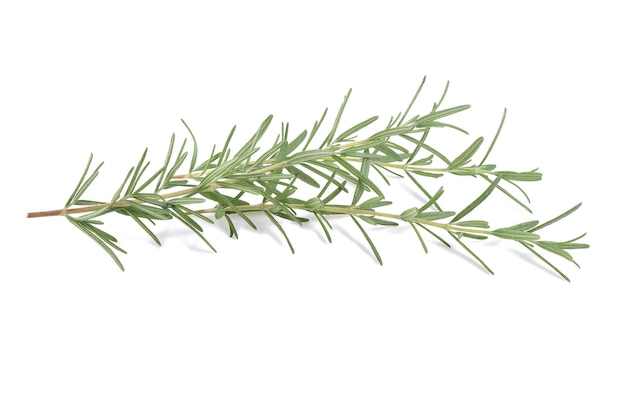 Fresh green sprig of rosemary isolated on a white background