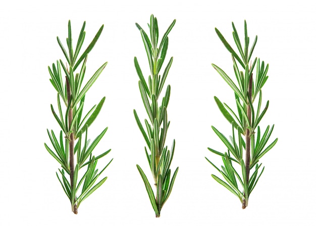 Fresh green sprig of rosemary isolated on white 