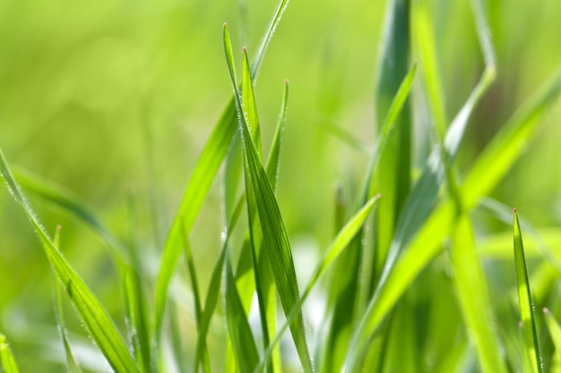 Fresh green spring grass close up