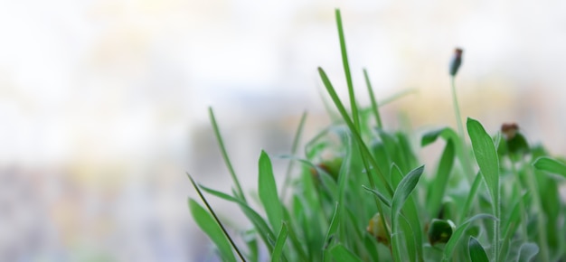 Fresh green sprouted grass on a blurred background space for text