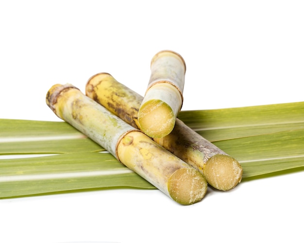 Fresh green sugar cane cut into slices before it is squeezed into sugar