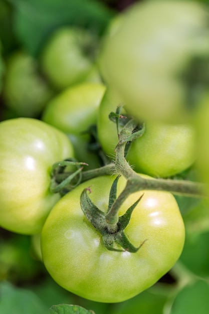 Fresh green tomatoes in greenhouse