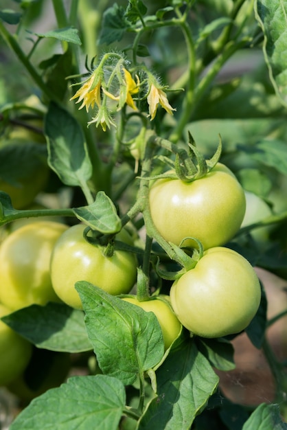 Fresh green tomatoes ripen on the bushes in the summer village