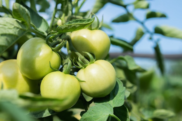 Fresh green tomatoes ripen on the bushes in the summer village