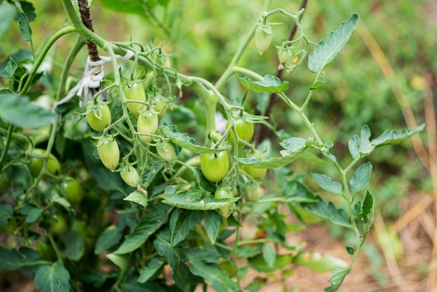 Fresh green tomatoes ripen on the bushes in the summer village