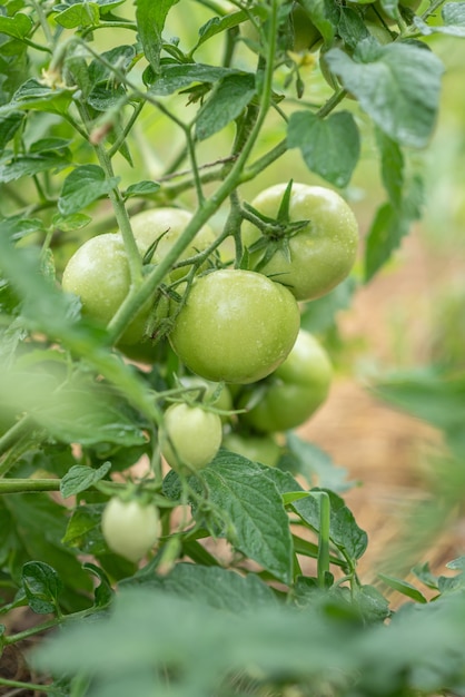 Fresh green tomatoes ripen on the bushes in the summer village