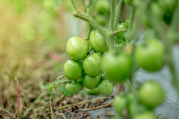 Fresh green tomatoes on tree in asia garden