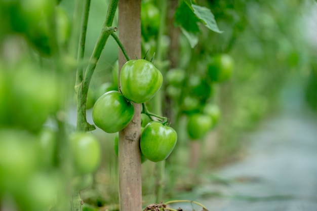 Fresh green tomatoes on tree in asia garden