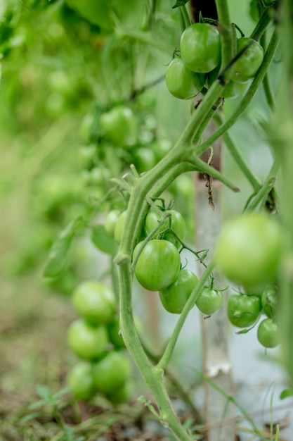 Fresh green tomatoes on tree in asia garden