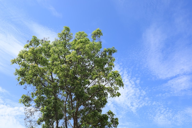 Photo fresh green trees in the bright blue sky.