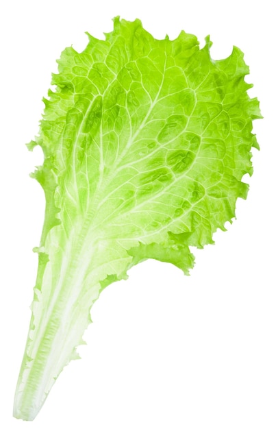 Fresh green twig of Leaf Lettuce isolated