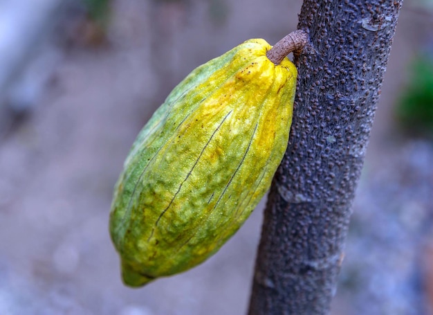 Fresh green unharvested cacao podsRaw green cacao at cocoa tree