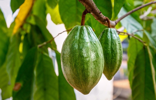 Fresh green unharvested cacao podsRaw green cacao at cocoa tree