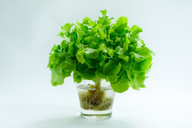 Fresh green vegetable in vase on white background