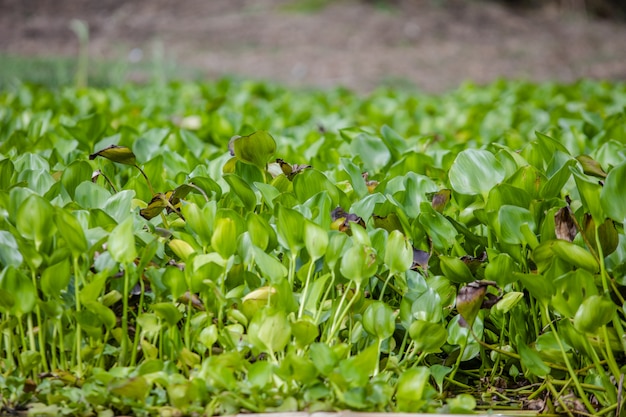 Fresh green water plant texture