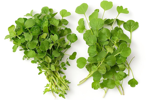 Fresh Green Watercress Isolated on White Background