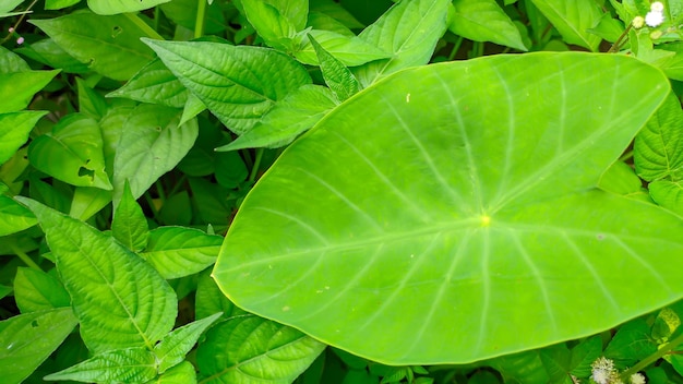 Fresh green wild taro leaves or Latin name Colocasia esculenta