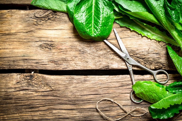 Fresh greens with old scissors. On wooden background.